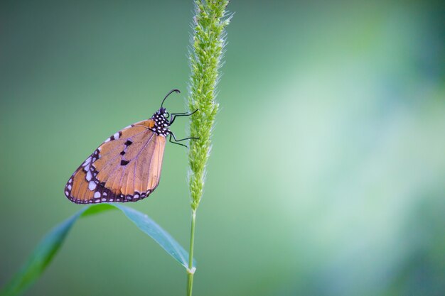 The plain tiger butterfly