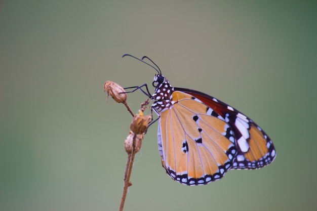 The plain tiger butterfly