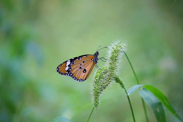 The Plain Tiger Butterfly