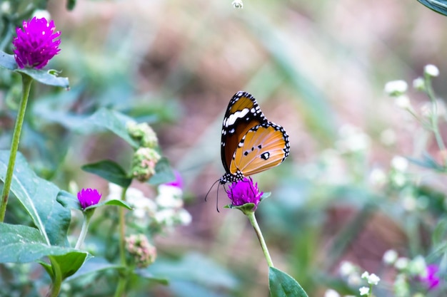 Plain Tiger Danaus chrysippus butterflies mating on the flower plant in nature during springtime