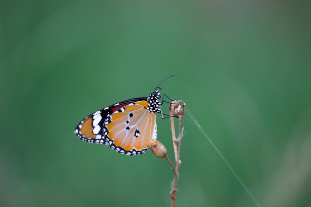 Plain Tiger Danaus chrysippus butterfly drinking nectar the flower plants