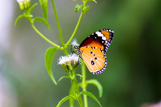 자연 서식지에서 꽃 식물에서 꿀을 마시는 일반 호랑이 Danaus chrysippus 나비