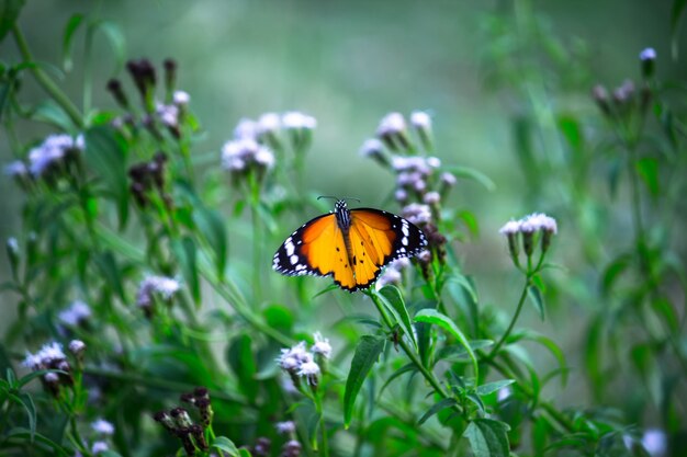 春の間に花の植物から蜜を飲むカバマダラDanauschrysippus蝶
