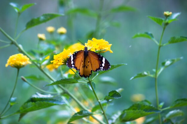 Plain tiger danaus chrysippus butterfly feeding on the flower
plant in natures green background