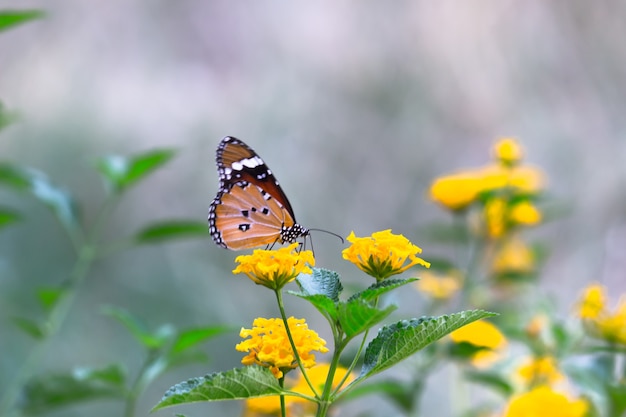 일반 타이거 Danaus chrysippus 나비 자연 녹색 배경에서 꽃 식물에 먹이