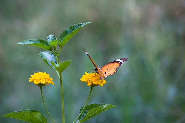 Plain tiger danaus chrysippus butterfly feeding on the flower\
plant in natures green background