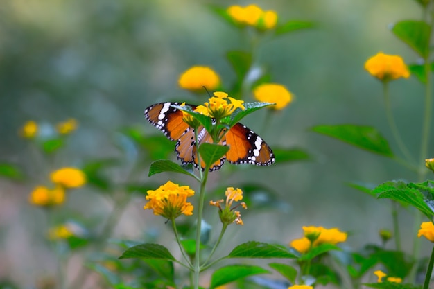 Обычная бабочка Tiger Danaus chrysippus, питающаяся цветочными растениями в саду