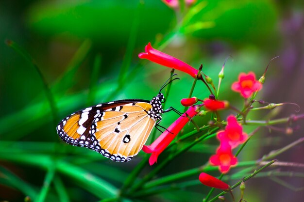 素敵な柔らかなぼやけた背景を持つ花の植物のプレーンタイガーダナウスchrysippus蝶