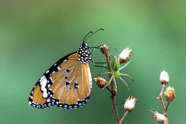 Plain Tiger Danaus chrysippus butterfly on the flower plant with a nice soft  blurry background