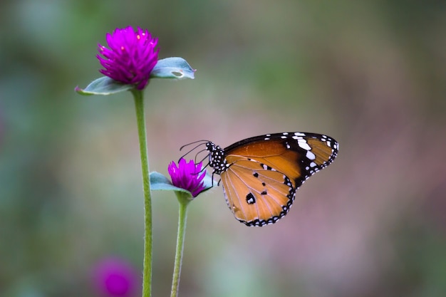 Обычная бабочка Tiger Danaus chrysippus отдыхает на растении в природе на зеленом фоне