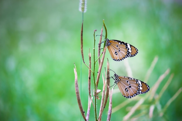 Plain tiger danaus chrysippus butterfly visitando i fiori in natura durante la primavera