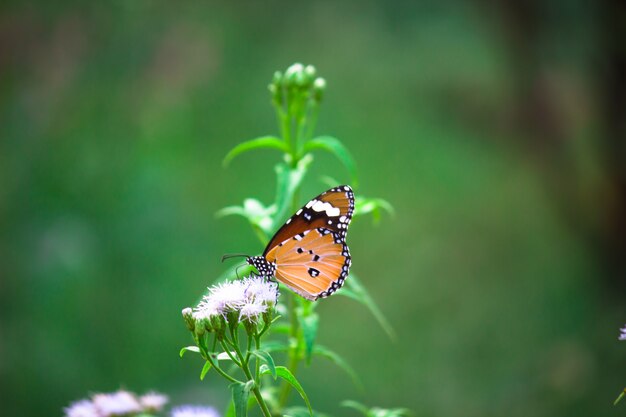 Plain Tiger Danaus chrysippus butterfly visiting flowers in nature during springtime