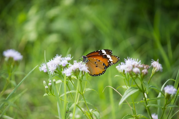 Plain Tiger Danaus chrysippus butterfly visiting flowers in nature during springtime