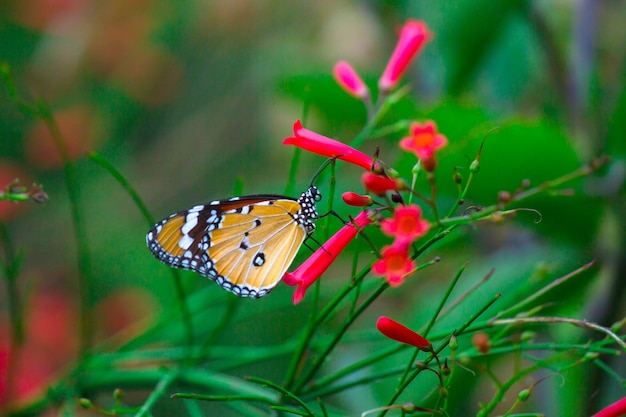 Plain Tiger Danaus chrysippus butterfly visiting flowers in nature during springtime