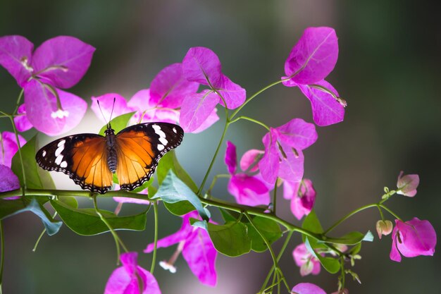 Plain Tiger Danaus chrysippus butterfly visiting flowers in nature during springtime