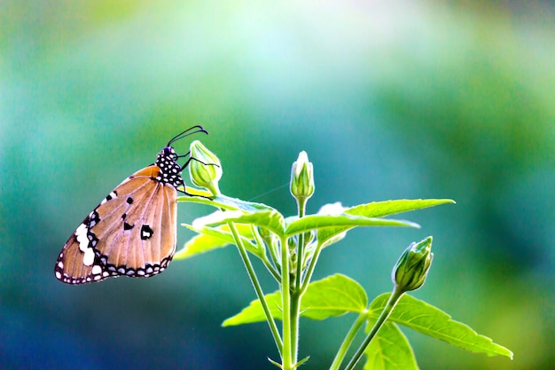 Бабочка Plain Tiger Danaus chrysippus посещает цветы в природе весной