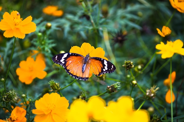 Бабочка Plain Tiger Danaus chrysippus посещает цветы в природе весной