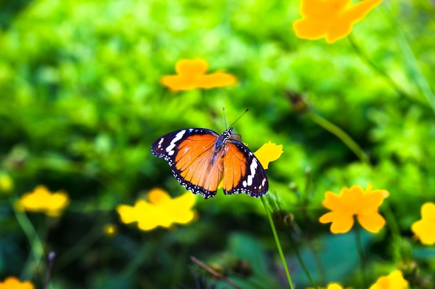 Plain Tiger Danaus chrysippus butterfly visiting flowers in nature during springtime