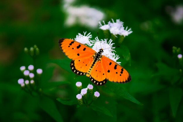 Бабочка Plain Tiger Danaus chrysippus посещает цветы в природе весной