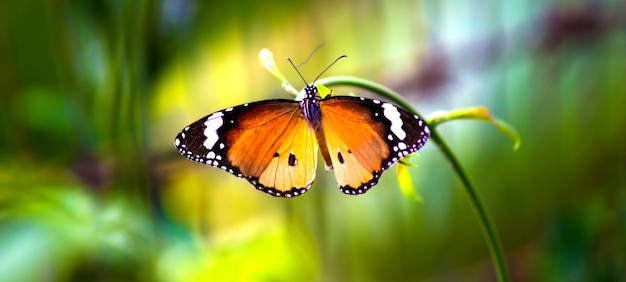 Бабочка Plain Tiger Danaus chrysippus посещает цветы в природе весной