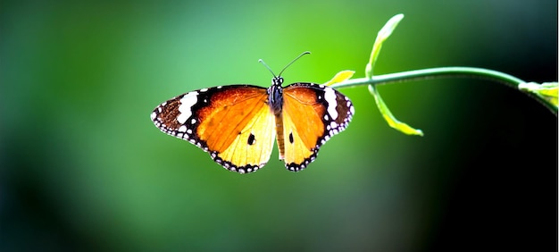 Бабочка Plain Tiger Danaus chrysippus посещает цветы в природе весной