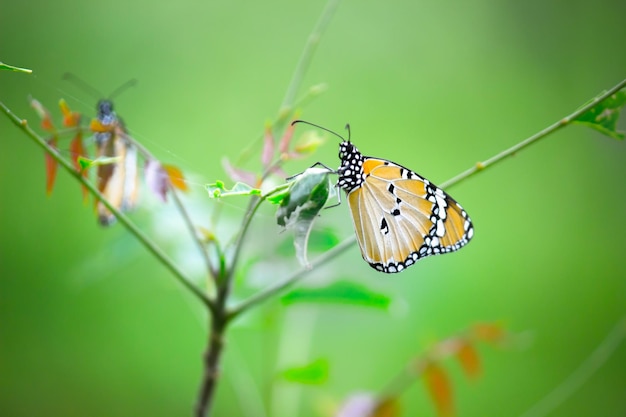 Бабочка Plain Tiger Danaus chrysippus посещает цветы в природе весной