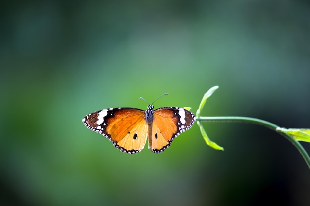 봄철에 자연의 꽃을 방문하는 일반 호랑이 Danaus chrysippus 나비