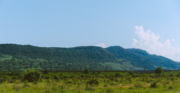 Plain with many growing trees