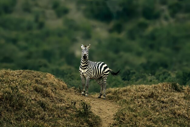 Foto parco nazionale di plains zebra hells gate