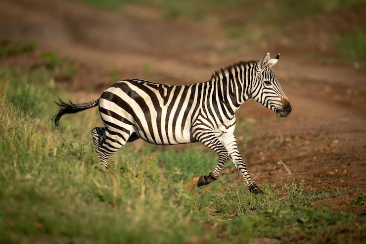 Photo plains zebra jumps over ditch onto track
