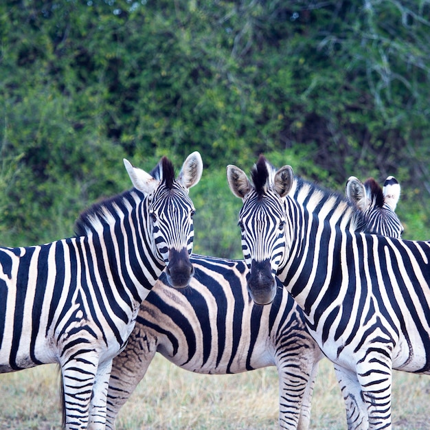 Plains Zebra Safari dier