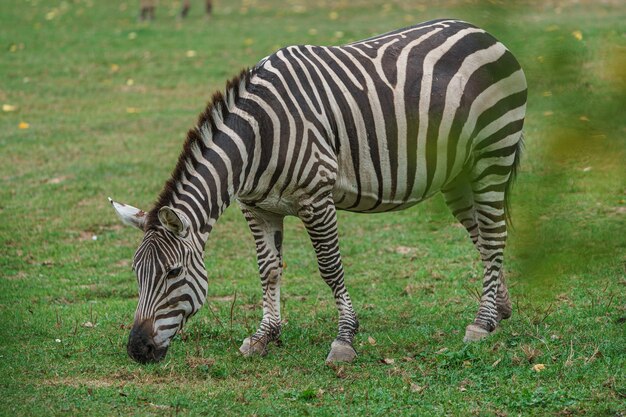 Plains zebra