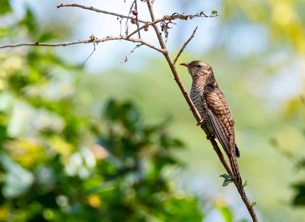 Plaintive cuckoo female perching on the branch in Thailand