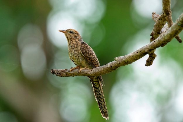 Plaintive Cuckoo