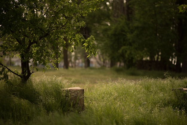 Plak van boom op grond dichtbij mosstomp