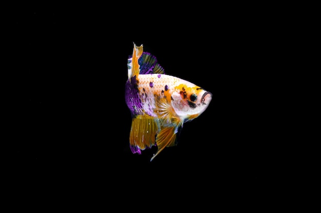 照片plakad黄色紫色搏鱼鱼隔离在黑色背景