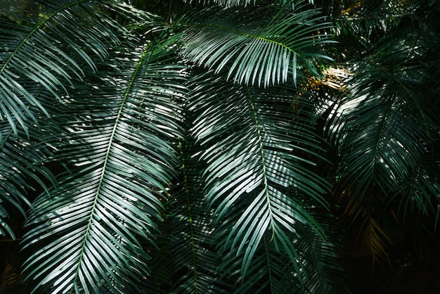 Plam leaves natural green pattern on dark