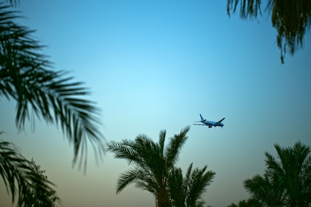 L'aereo parte. cielo e foglie di palme