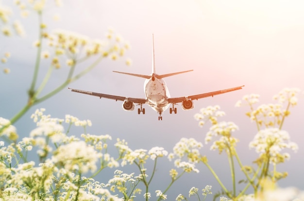 The plane flies before landing over the field of flowers in the spring