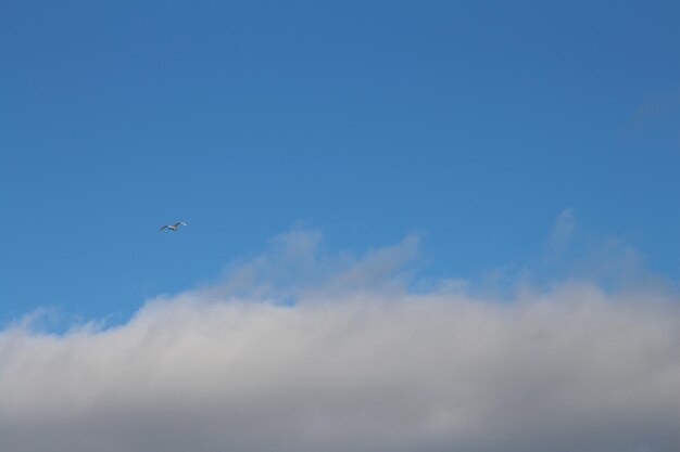 A plane flying in the sky