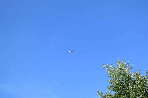 A plane is flying in the sky above a tree