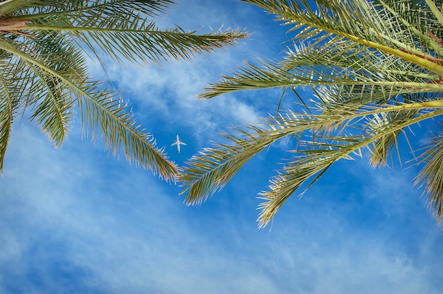 Plane in the sky between the leaves of palm trees