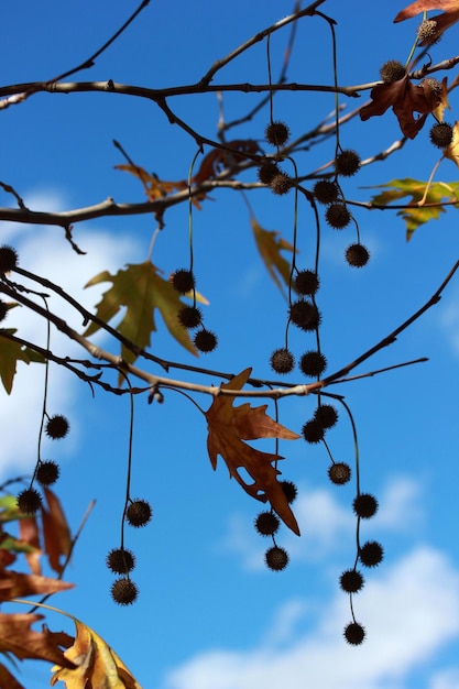 Plane Tree