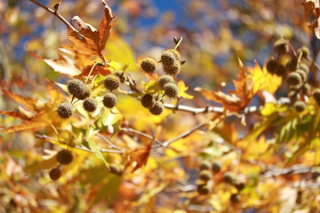 Plane Tree