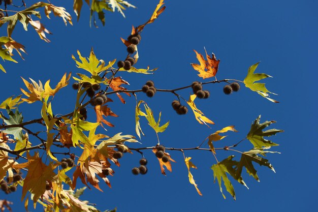 Plane Tree