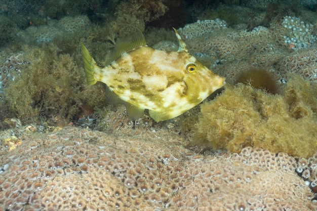 Planehead filefish Stephanolepis hispidus El Hierro Spain