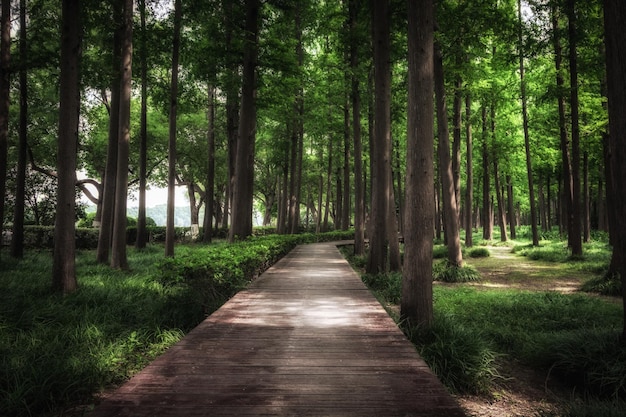 A plank road in the woods