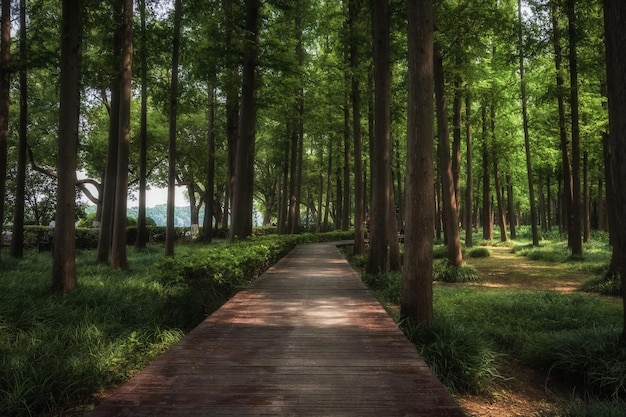 A plank road in the woods