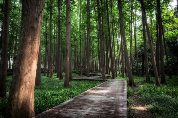 A plank road in the woods