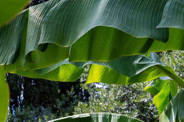 Foto plant achtergrond bananenbladeren in het park